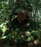 Аватара пользователя